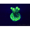 WYSIWYG Acropora Maricultura aclimatada LED
