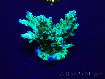 WYSIWYG Acropora 15Q6 Mariculture acclimaté led