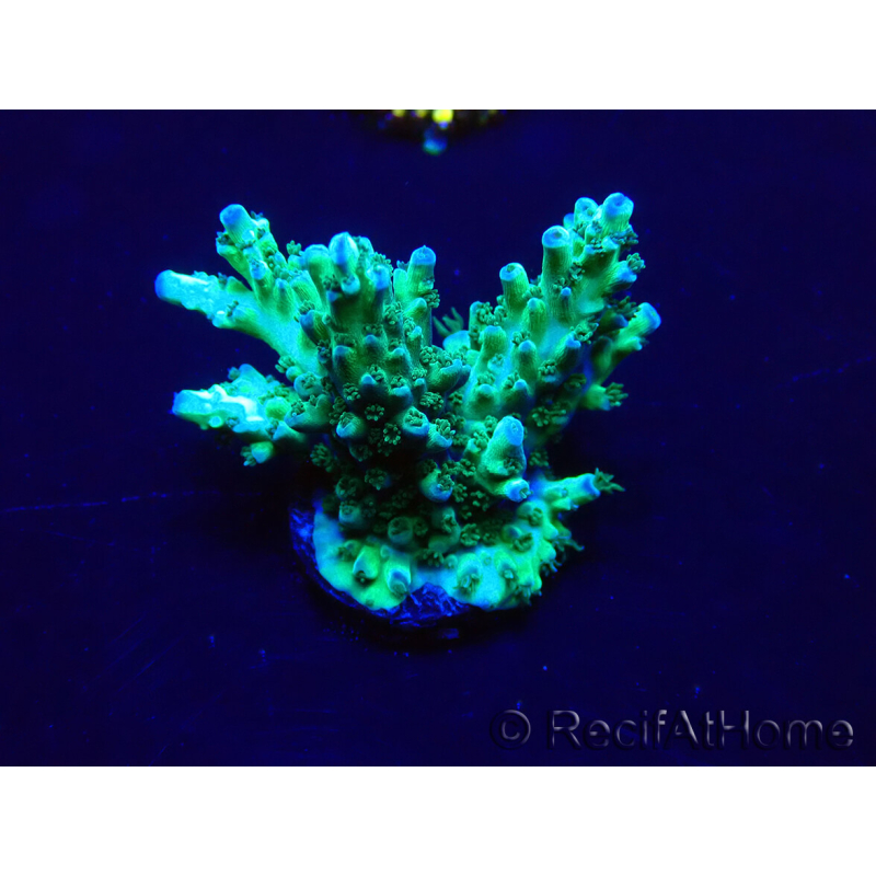 WYSIWYG Acropora Maricultura aclimatada LED