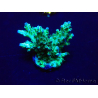 WYSIWYG Acropora 15Q6 Mariculture acclimaté led