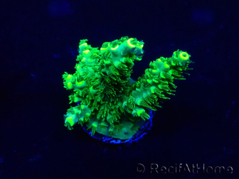 WYSIWYG Acropora Maricultuur geacclimatiseerd LED