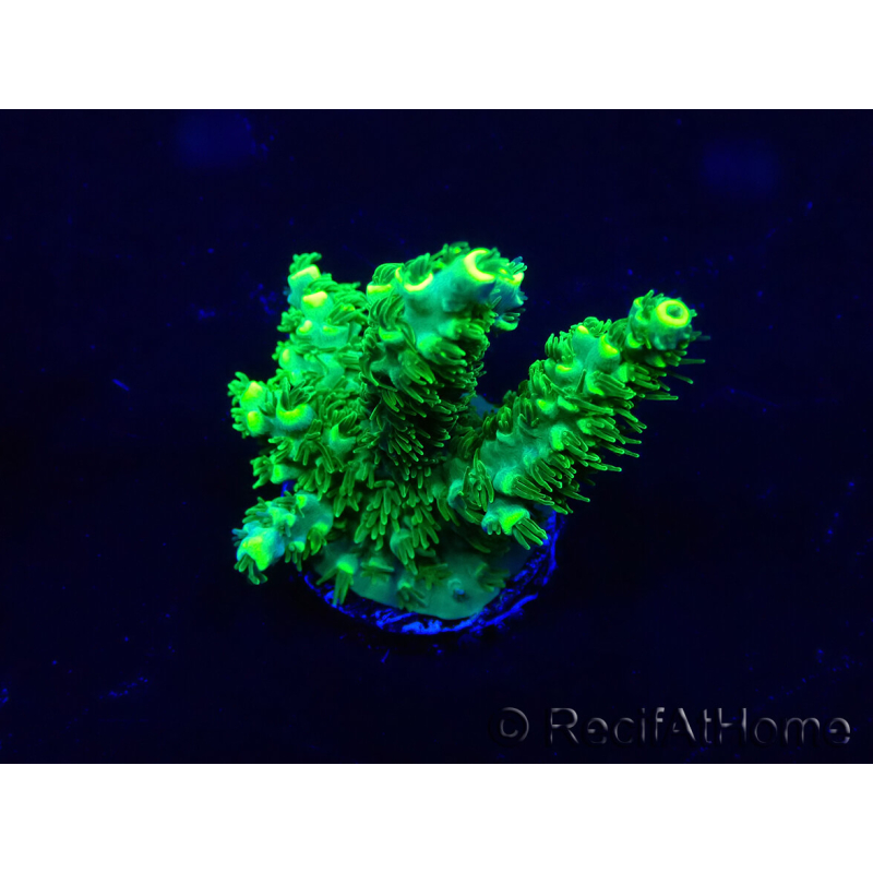 WYSIWYG Acropora 15T5 Mariculture acclimaté led