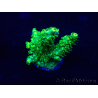 WYSIWYG Acropora 15T5 Mariculture acclimaté led