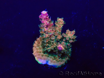 WYSIWYG Acropora Mariculture acclimated LED