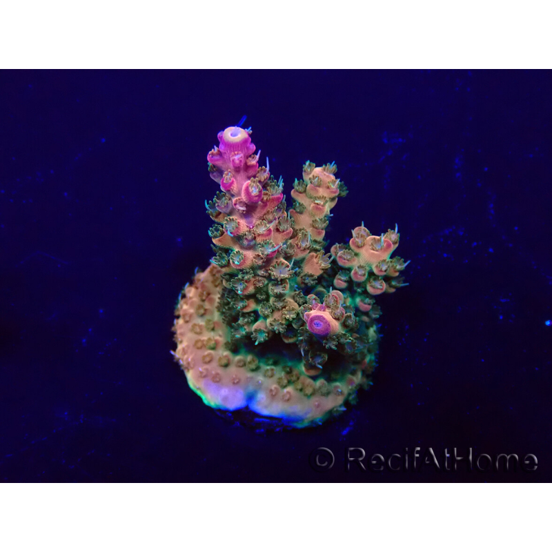 WYSIWYG Acropora 15U1 Mariculture acclimaté led