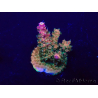 WYSIWYG Acropora Maricultura aclimatada LED