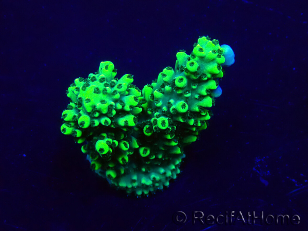 WYSIWYG Acropora Maricoltura acclimatata a LED