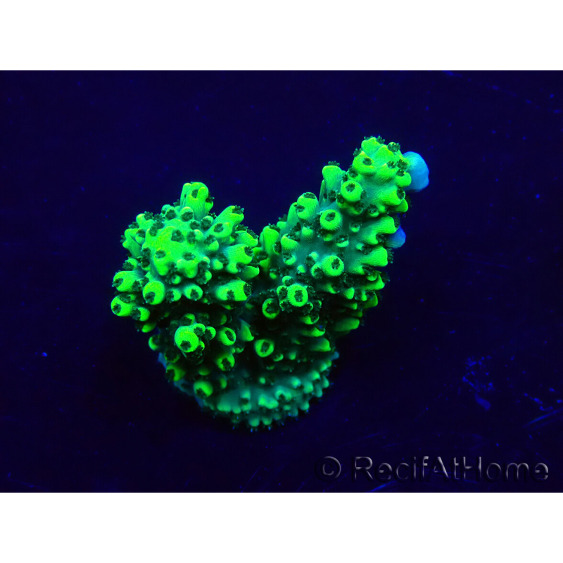 WYSIWYG Acropora 15U3 Mariculture acclimaté led