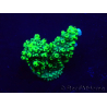 WYSIWYG Acropora 15U3 Mariculture acclimaté led