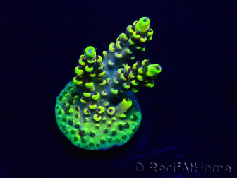 WYSIWYG Acropora Mariculture acclimated LED