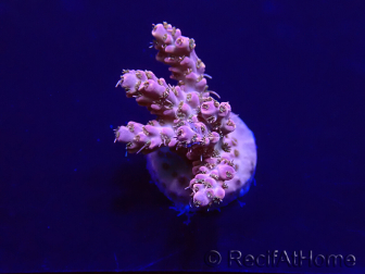 WYSIWYG Acropora Marikultur akklimatisiert LED