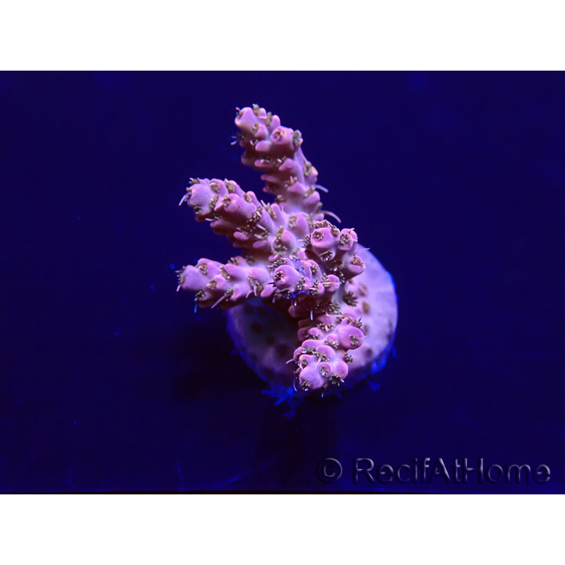 WYSIWYG Acropora 15V2 Mariculture acclimaté led