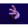 WYSIWYG Acropora 15V2 Mariculture acclimaté led