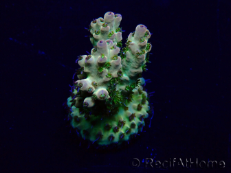 WYSIWYG Acropora Maricultura aclimatada LED