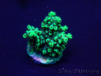 WYSIWYG Acropora Maricultura aclimatada LED