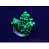 WYSIWYG Acropora Mariculture acclimated LED