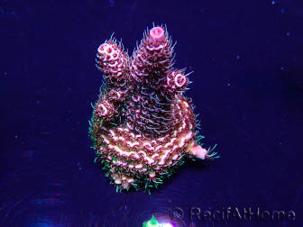 WYSIWYG Acropora millepora Maricoltura acclimatata led