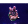 WYSIWYG Acropora millepora Maricoltura acclimatata led