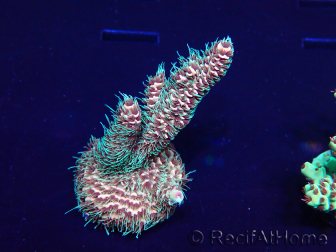 WYSIWYG Acropora millepora Maricultura aclimatada LED