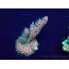 WYSIWYG Acropora Marikultur akklimatisiert LED