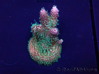 WYSIWYG Acropora millepora15M7 Mariculture acclimaté led