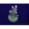 WYSIWYG Acropora Mariculture acclimaté led