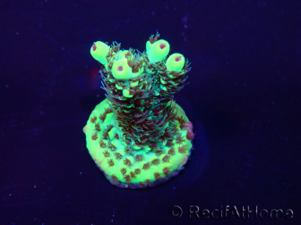 WYSIWYG Acropora 15P5 Mariculture acclimaté led