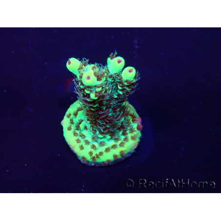 WYSIWYG Acropora Maricoltura acclimatata a LED