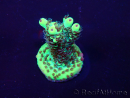WYSIWYG Acropora Maricoltura acclimatata a LED