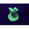 WYSIWYG Acropora Maricoltura acclimatata a LED