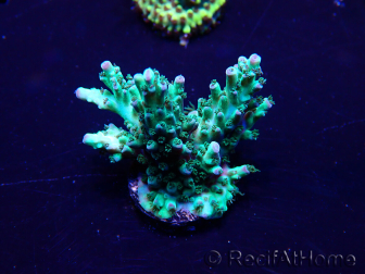 WYSIWYG Acropora 15Q6 Mariculture acclimaté led
