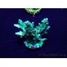 WYSIWYG Acropora Maricultura aclimatada LED