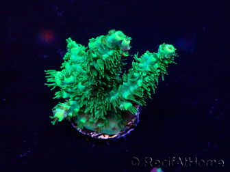 WYSIWYG Acropora 15T5 Mariculture acclimaté led