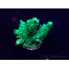 WYSIWYG Acropora 15T5 Mariculture acclimaté led