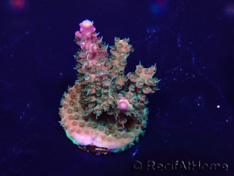 WYSIWYG Acropora 15U1 Mariculture acclimaté led