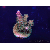 WYSIWYG Acropora Mariculture acclimated LED