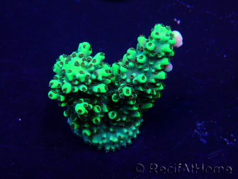 WYSIWYG Acropora Maricoltura acclimatata a LED