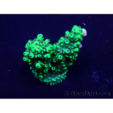 WYSIWYG Acropora Mariculture acclimated LED
