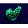 WYSIWYG Acropora Maricultura aclimatada LED