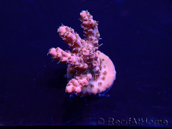 WYSIWYG Acropora 15V2 Mariculture acclimaté led