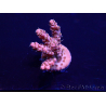 WYSIWYG Acropora 15V2 Mariculture acclimaté led