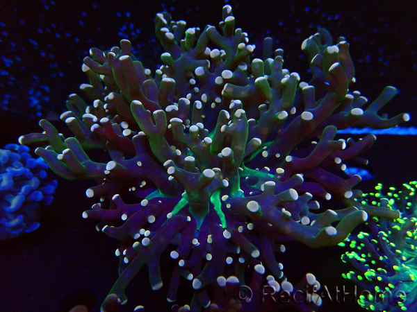 WYSIWYG Euphyllia paradivisa (Mariculture acclimaté sous LED) 10G2
