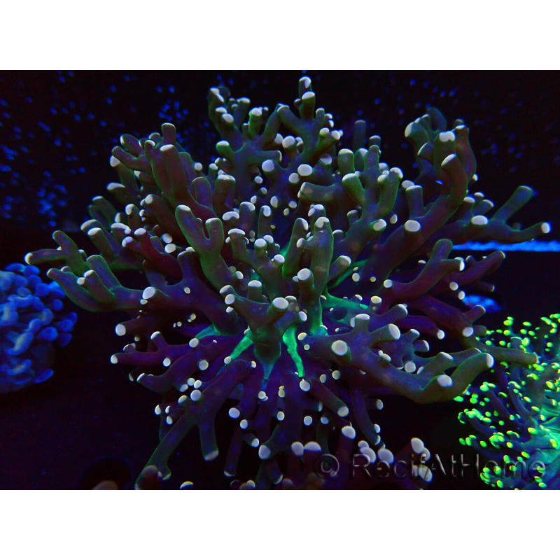 WYSIWYG Euphyllia paradivisa (Mariculture acclimaté sous LED) 10J2