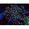 WYSIWYG Euphyllia paradivisa (Mariculture acclimaté sous LED) 10J2