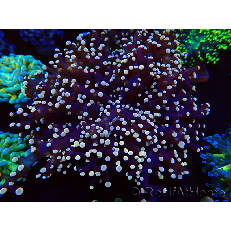 WYSIWYG Euphyllia paradivisa (Mariculture acclimaté sous LED) 10J3