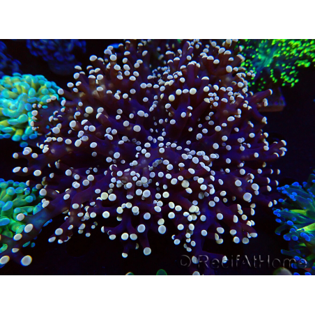 WYSIWYG Euphyllia paradivisa (Mariculture acclimaté sous LED) 10J3