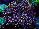 WYSIWYG Euphyllia paradivisa (Mariculture acclimaté sous LED) 10J3