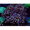 WYSIWYG Euphyllia paradivisa (Mariculture acclimaté sous LED) 10G3