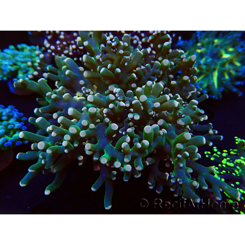 WYSIWYG Euphyllia paradivisa (Mariculture acclimated under LED) 10J4