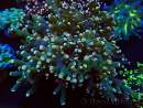 WYSIWYG Euphyllia paradivisa (Maricoltura acclimatata sotto LED) 10J4